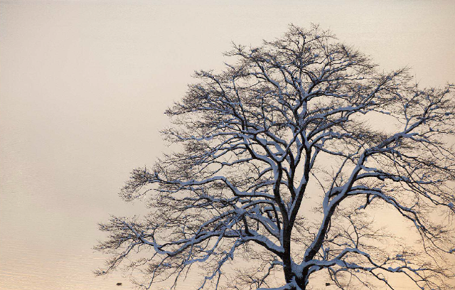 信州の雪」 - ギャラリー - 公益財団法人 八十二文化財団